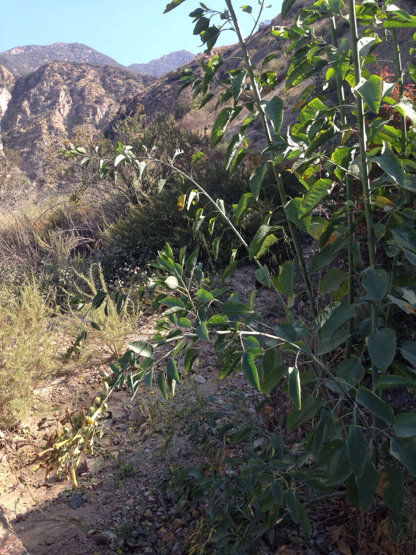 Image of tree tobacco