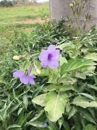 Image of hairyflower wild petunia