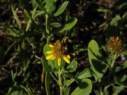 Слика од Bombus fraternus (Smith 1854)