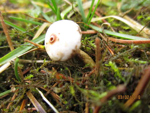 Image of Tulostoma brumale Pers. 1794