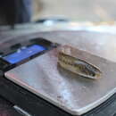 Image of Baja California killifish