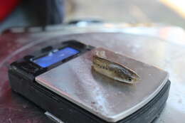 Image of Baja California killifish