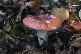 Image of Russula nobilis Velen. 1920