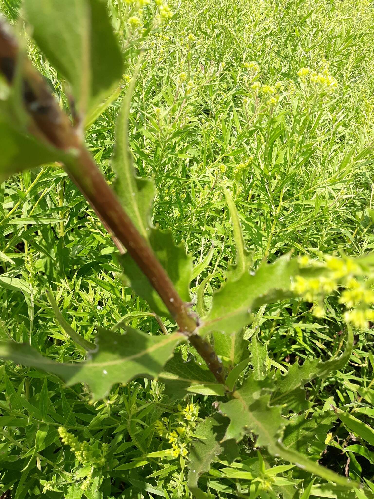 Image de Silphium asteriscus var. trifoliatum (L.) J. A. Clevinger