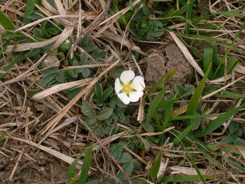 Image of Potentilla montana Brot.