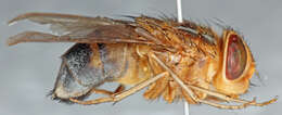 صورة Cordylobia anthropophaga (Blanchard & Berenger-Feraud 1872)