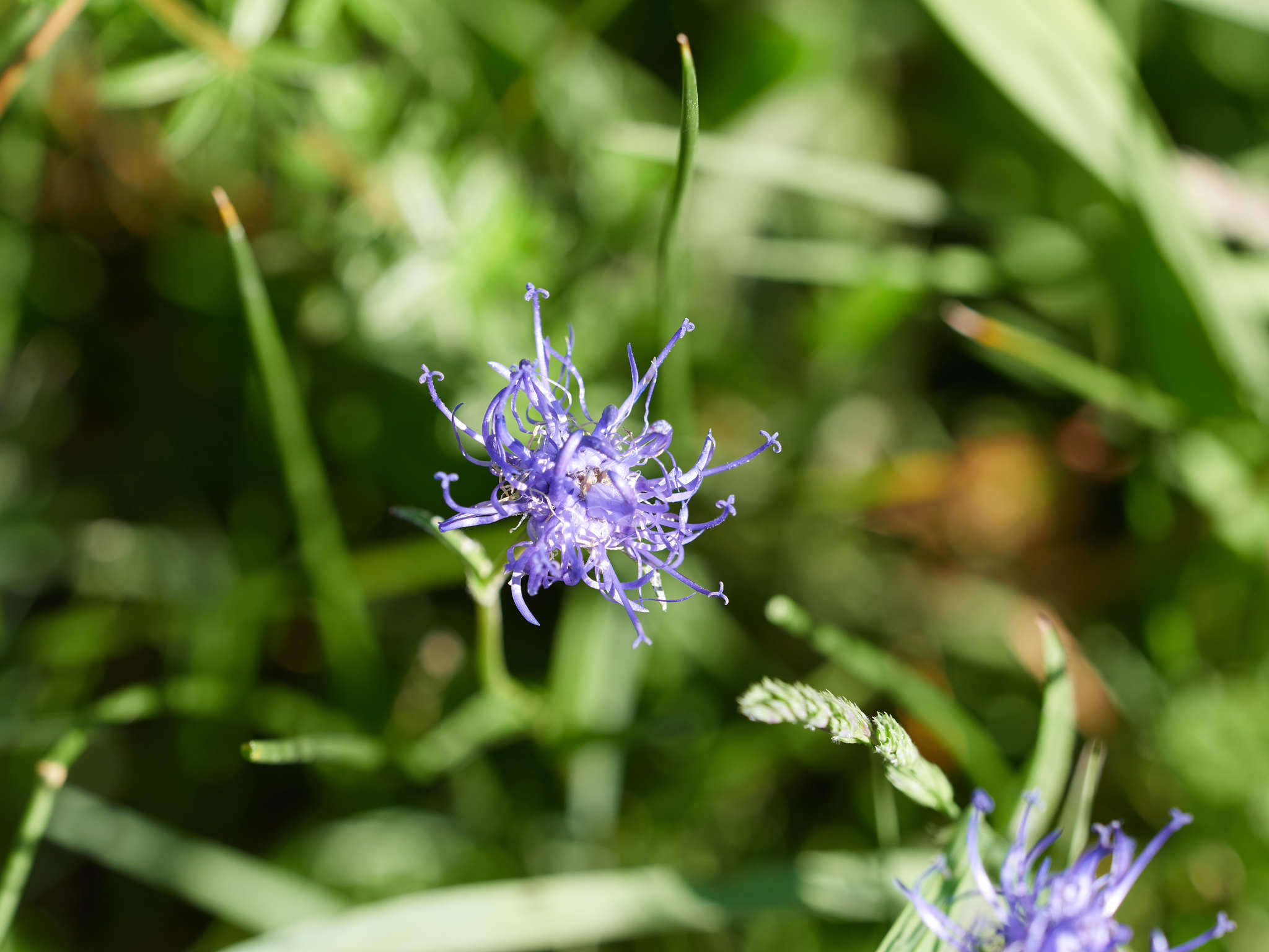 Image of Phyteuma orbiculare L.