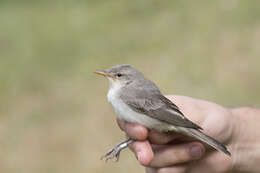 Image of Olive-tree Warbler