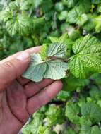 Image of Ribes fragrans Pall.