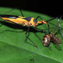 Image of Zelus fasciatus Champion 1899