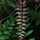 Imagem de Dryopteris decipiens (Hook.) O. Kuntze