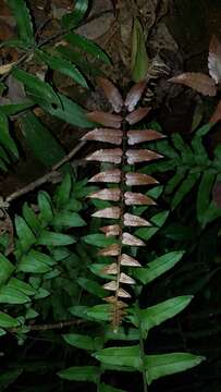 Sivun Dryopteris decipiens (Hook.) O. Kuntze kuva