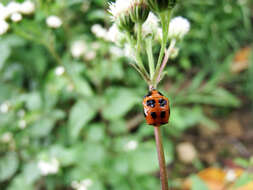 Image of Ladybird beetle