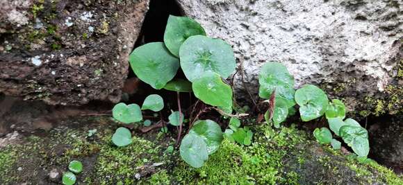 Imagem de Peperomia ovatopeltata C. DC.