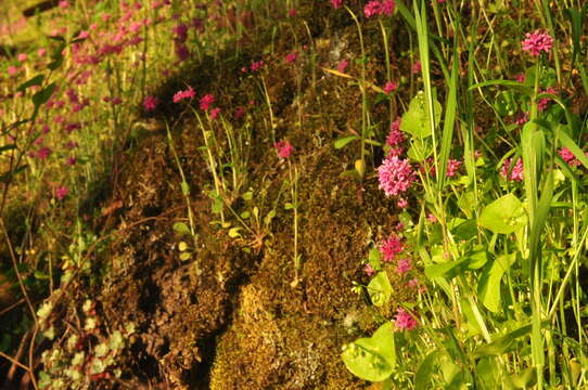 Image of Valeriana congesta (Lindl.) Byng & Christenh.