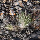 Image of Deschampsia cespitosa subsp. glauca (Hartm.) Tzvelev