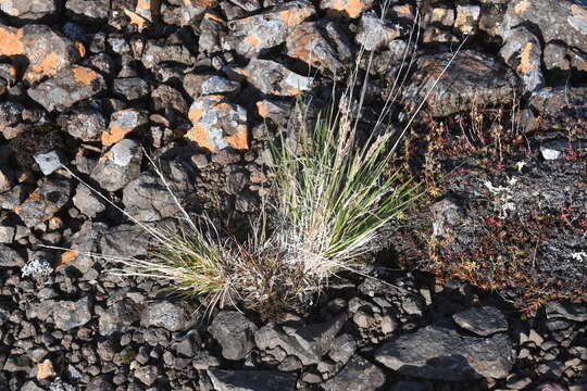 Image of Deschampsia cespitosa subsp. glauca (Hartm.) Tzvelev