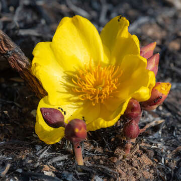 Imagem de Cochlospermum tinctorium Perr. ex A. Rich.