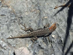 Image of Bluebelly Lizard