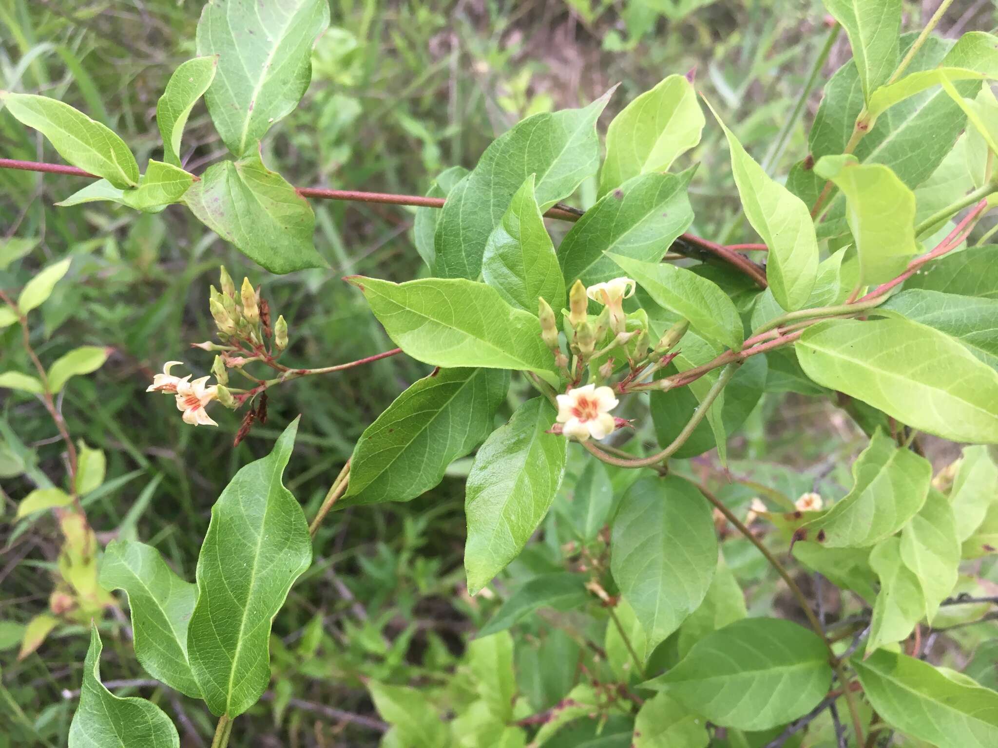 Image of Climbing-Dogbane