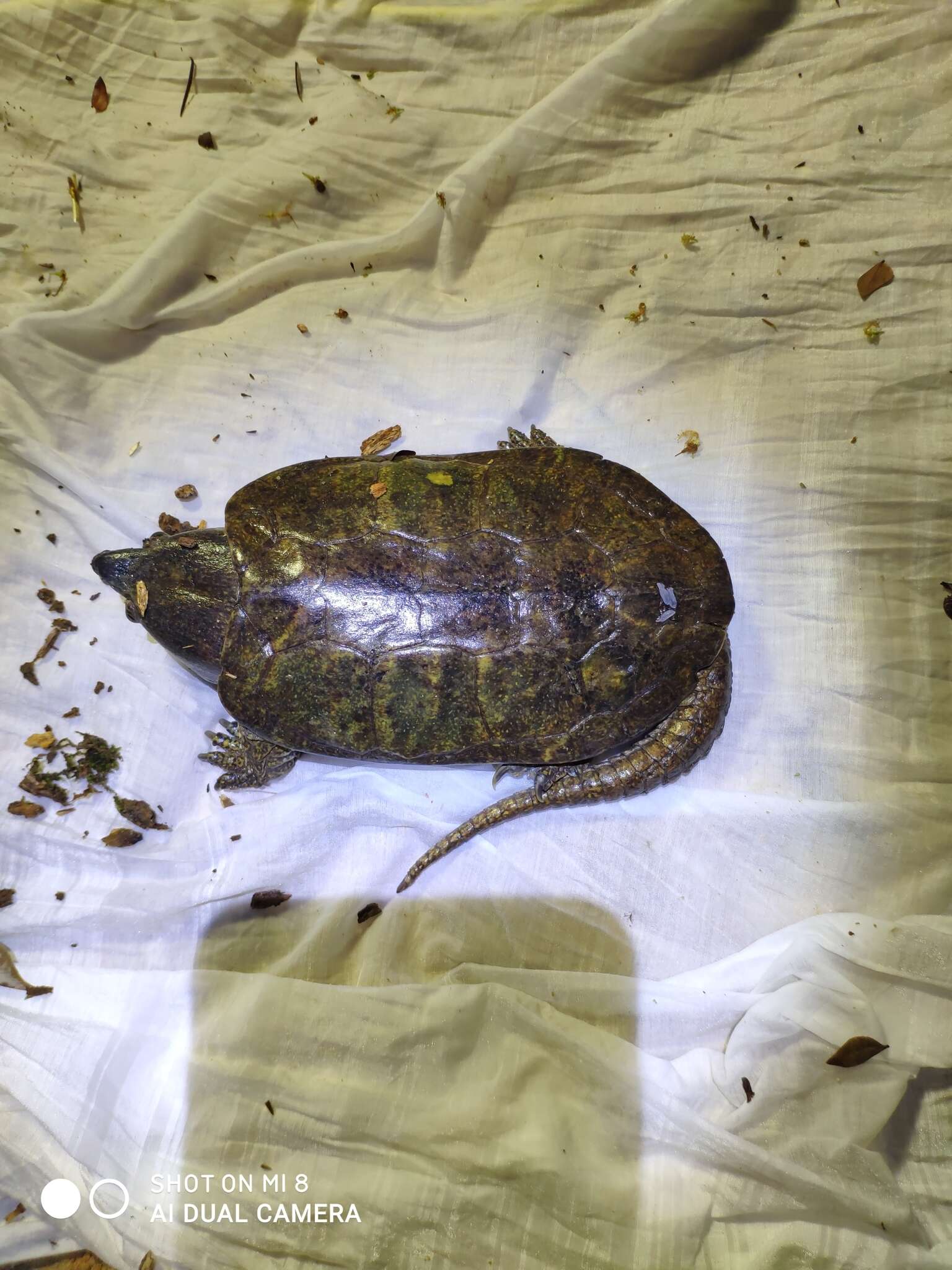 Image of Big-headed Turtle