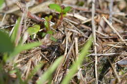 Image of Bobilla nigrovus (Swan 1972)