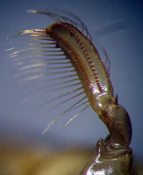 Image of Lesser water boatman