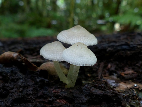 Image of <i>Filoboletus manipularis</i>
