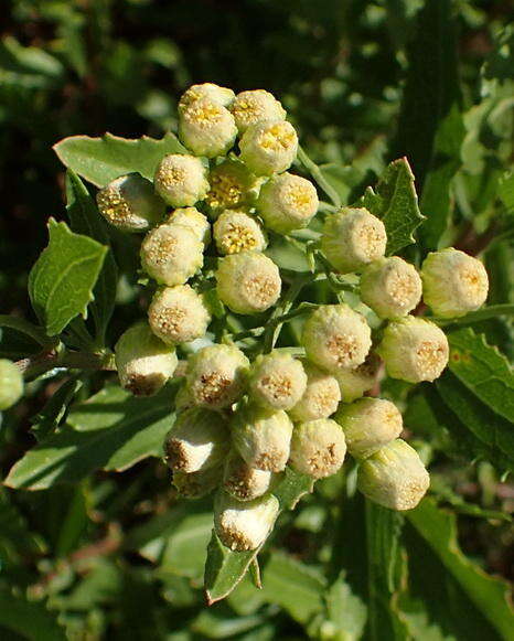 Plancia ëd Nidorella ivifolia (L.) J. C. Manning & Goldblatt