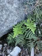 Image of Copeland's cloak fern