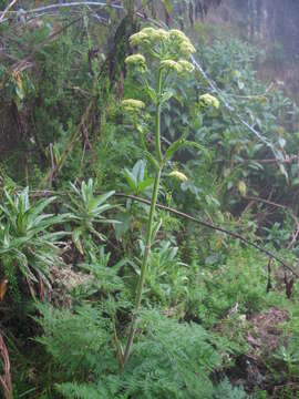 Image of Afrosciadium kerstenii (Engl.) Winter