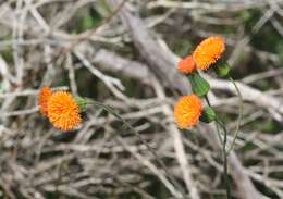 Image of Florida tasselflower