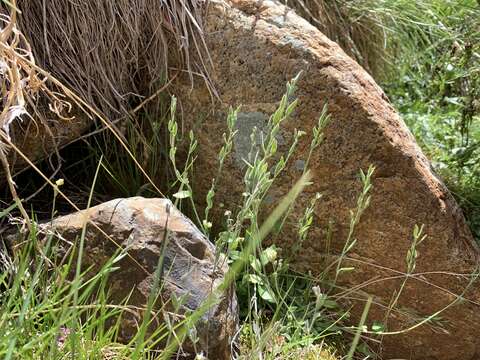 Image of Tall Whitlow-Grass