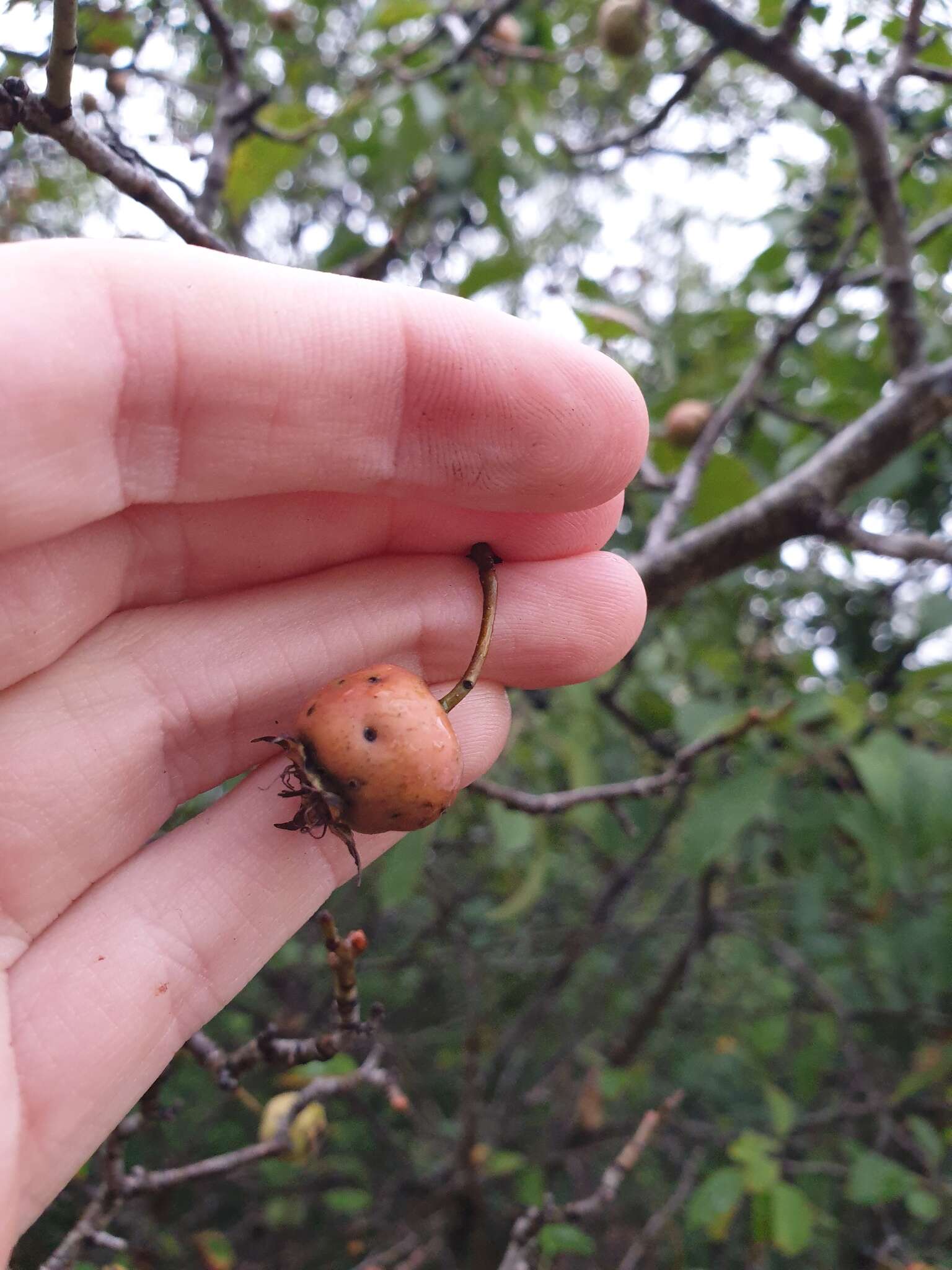 Plancia ëd Crataegus suborbiculata Sarg.