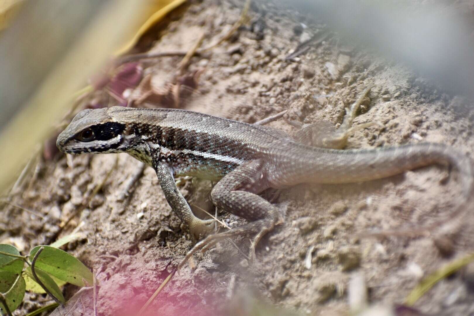 صورة Leiocephalus cubensis (Gray 1840)