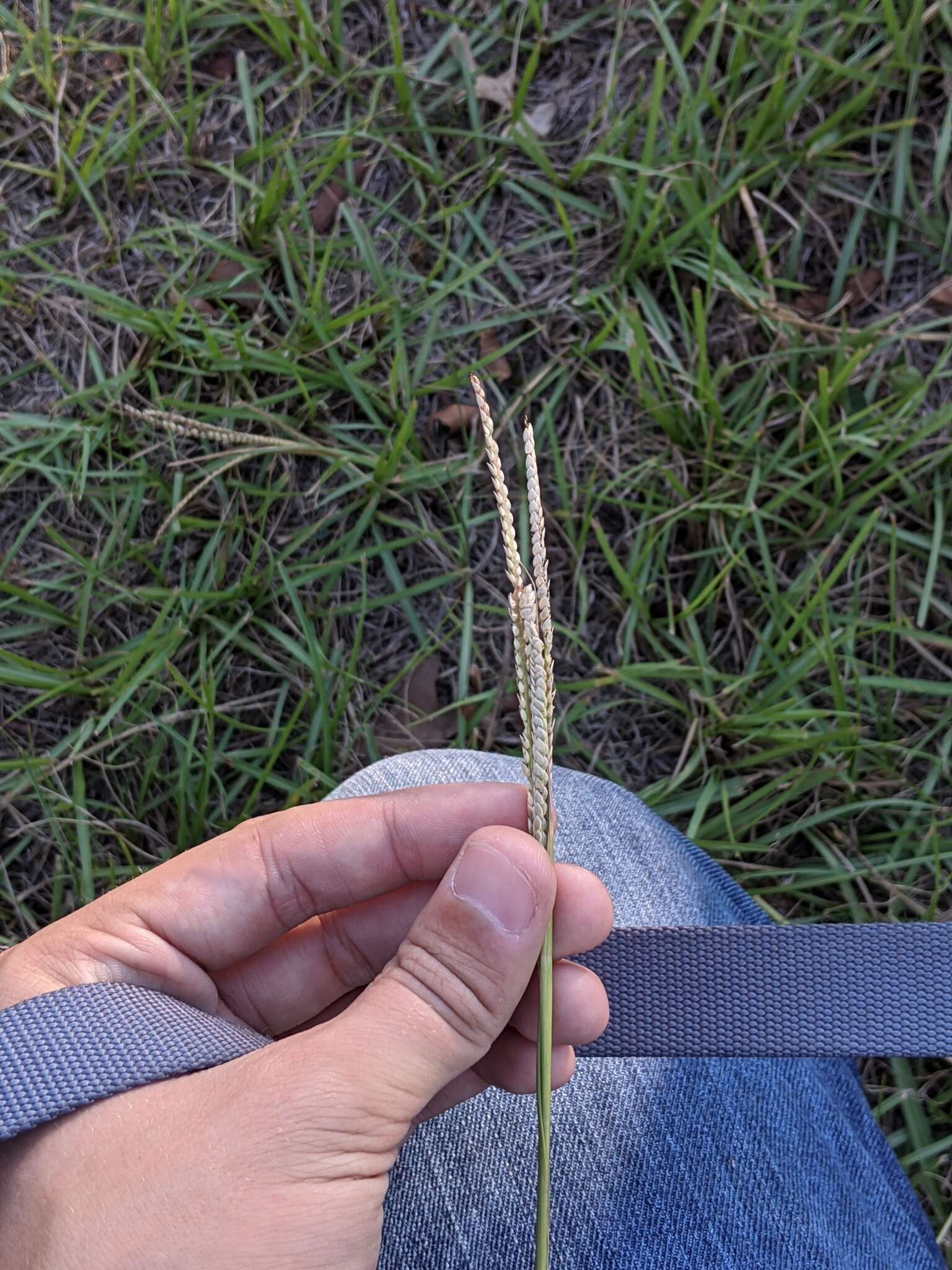 Image of Egyptian Water Crown Grass