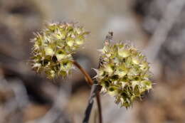 Imagem de Valerianella coronata (L.) DC.