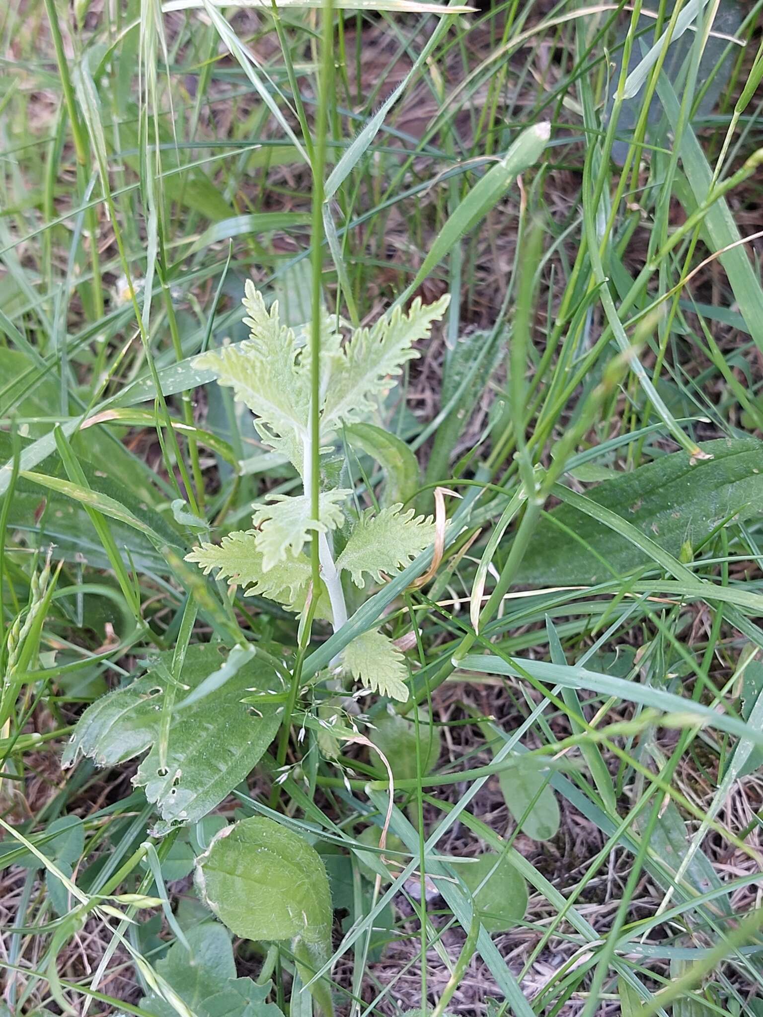 Image of <i>Salvia yangii</i>