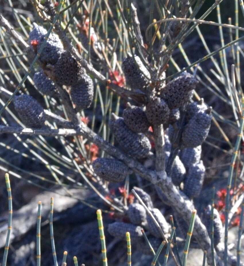 Image of Allocasuarina distyla (Vent.) L. A. S. Johnson