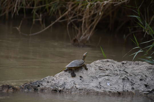 Image of Big Bend Slider