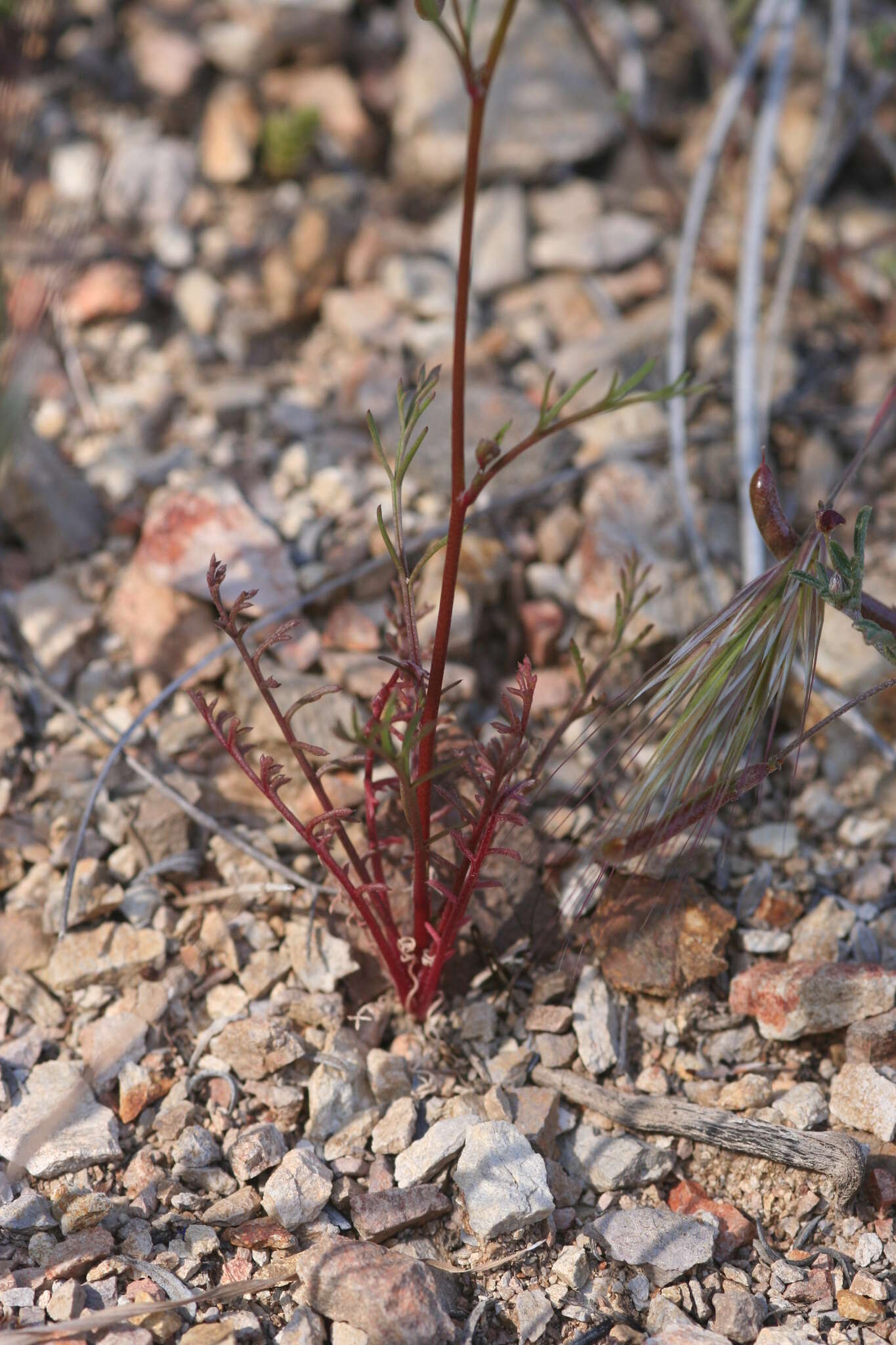 Image of California gilia