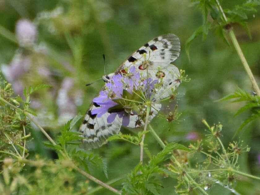 Image of Apollo Butterfly