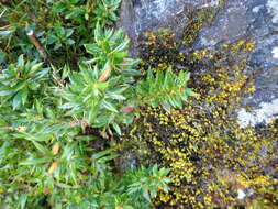 Image of Berberis nantoensis C. K. Schneid.