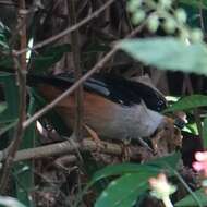 Image de Leioptila annectens eximia Riley 1940