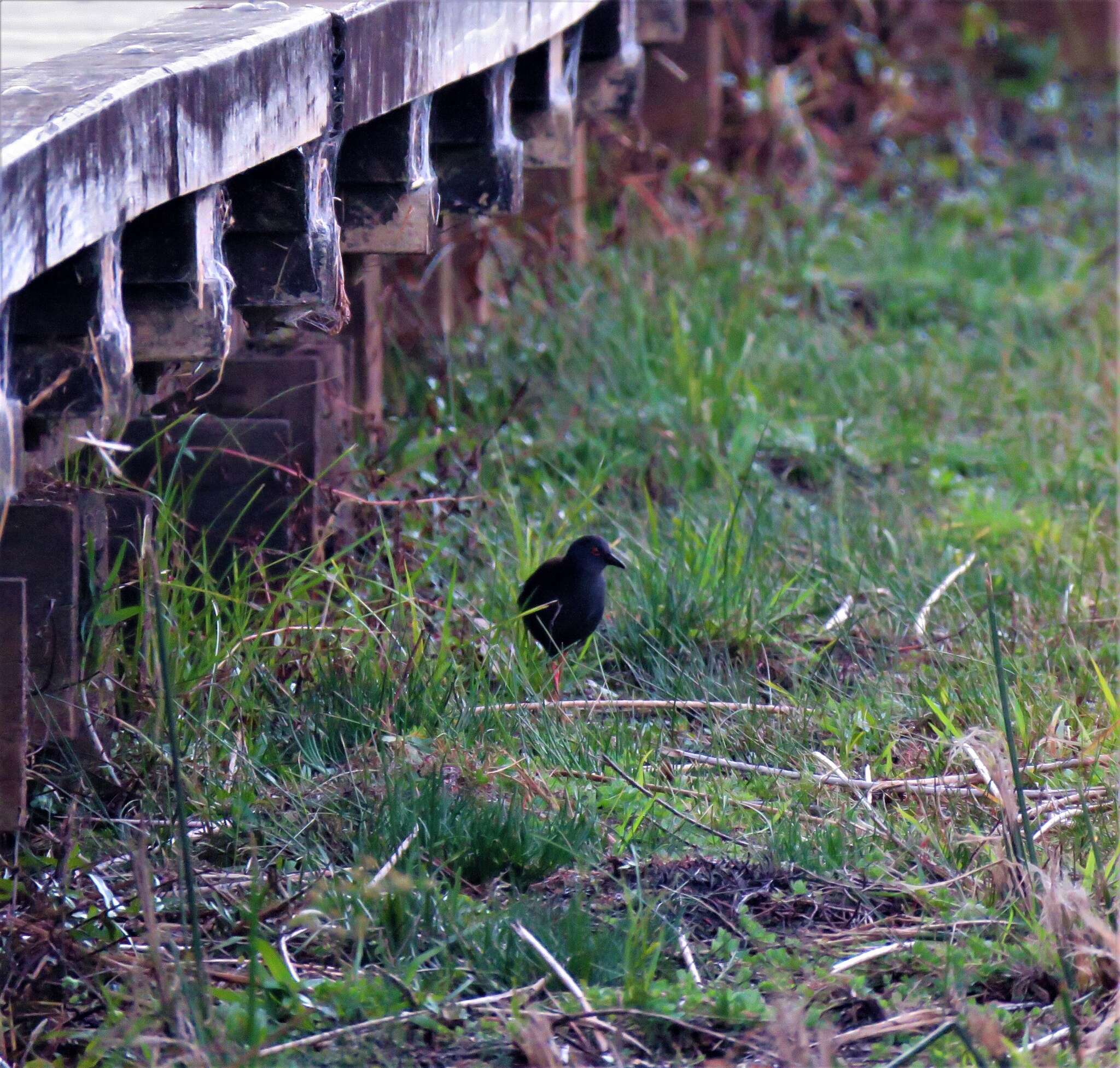 Image of Spotless Crake