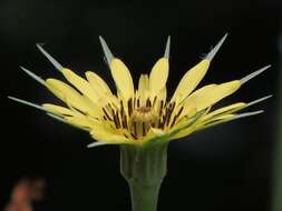 Image of yellow salsify