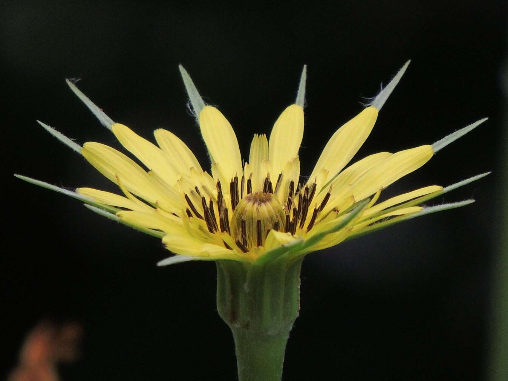 Слика од Tragopogon dubius Scop.