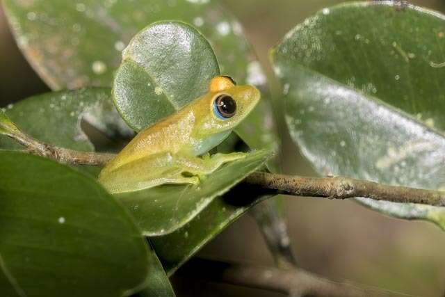 Image of Green Bright-eyed Frog