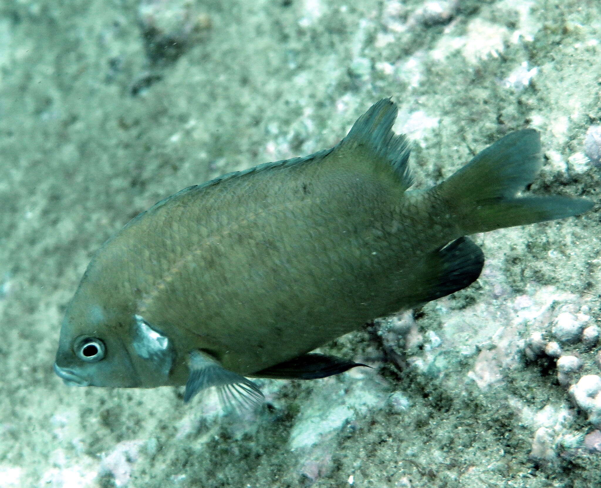 Image of White-ear scalyfin