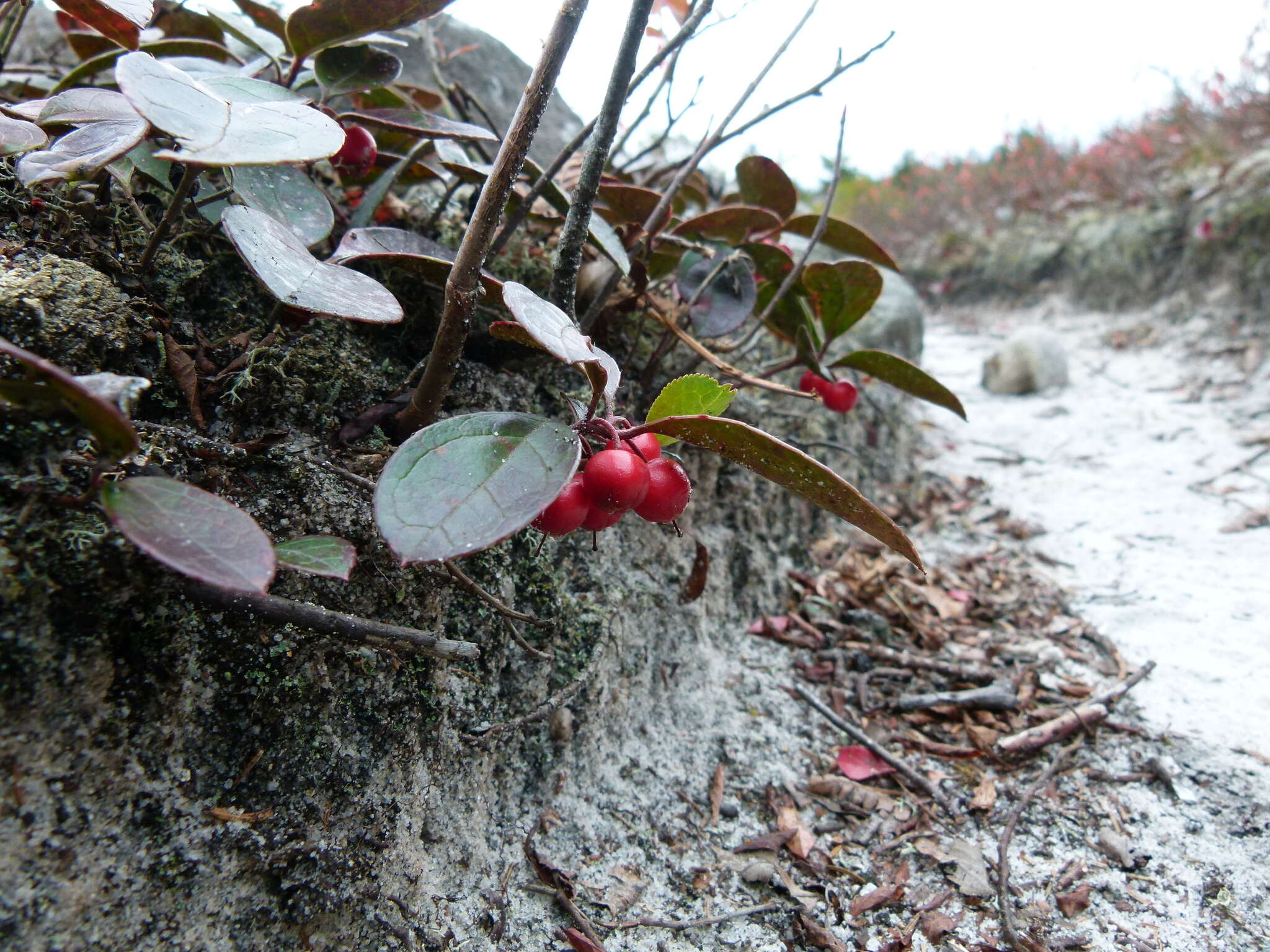 Image of eastern teaberry